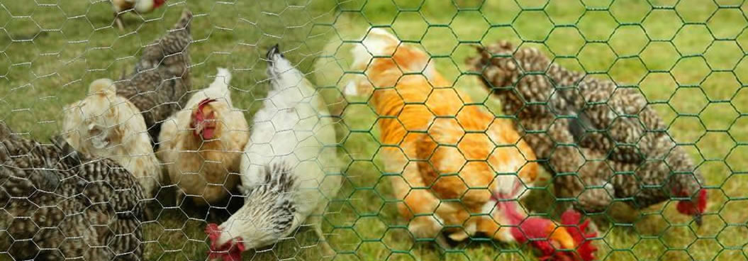 Galv.Chicken Wire Fencing